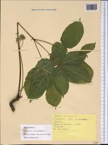 Aralia nudicaulis L., America (AMER) (United States)