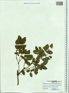 Lonicera caerulea subsp. subarctica (Pojark.) Sennikov, Eastern Europe, Northern region (E1) (Russia)