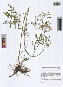 Cicuta virosa L., Siberia, Altai & Sayany Mountains (S2) (Russia)