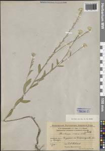 Berteroa incana (L.) DC., Eastern Europe, Eastern region (E10) (Russia)