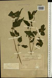 Lamium maculatum (L.) L., Eastern Europe, Central forest region (E5) (Russia)