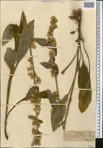 Solidago virgaurea L., Middle Asia, Northern & Central Tian Shan (M4) (Kazakhstan)