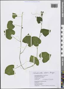 Thladiantha dubia Bunge, Eastern Europe, Western region (E3) (Russia)