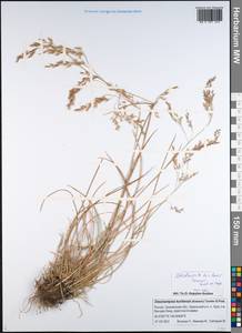 Deschampsia, Siberia, Russian Far East (S6) (Russia)