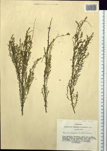 Myricaria longifolia (Willd.) Ehrenb., Siberia, Altai & Sayany Mountains (S2) (Russia)