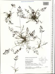 Eragrostis minor Host, Eastern Europe, Central region (E4) (Russia)