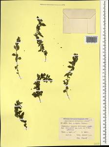 Parietaria judaica L., Caucasus, North Ossetia, Ingushetia & Chechnya (K1c) (Russia)