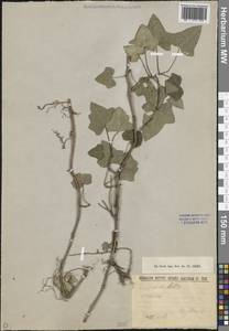 Hedera helix L., Caucasus (no precise locality) (K0) (Not classified)