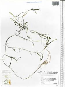 Potamogeton obtusifolius Mert. & W.D.J.Koch, Eastern Europe, Central forest region (E5) (Russia)