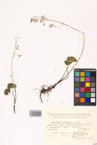 Micranthes nelsoniana subsp. nelsoniana, Siberia, Russian Far East (S6) (Russia)