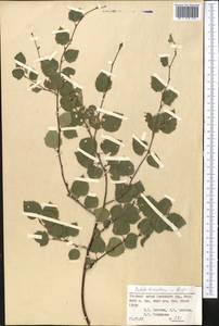 Betula tianschanica Rupr., Middle Asia, Pamir & Pamiro-Alai (M2) (Kyrgyzstan)