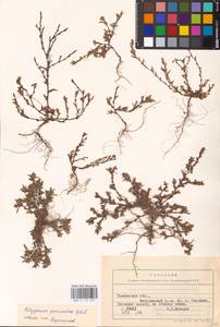 Polygonum neglectum Besser, Eastern Europe, Central forest-and-steppe region (E6) (Russia)