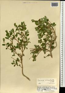 Lonicera microphylla Willd. ex Roem. & Schult., Mongolia (MONG) (Mongolia)