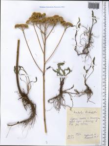 Handelia trichophylla (Schrenk ex Fisch. & C. A. Mey.) Heimerl, Middle Asia, Western Tian Shan & Karatau (M3) (Tajikistan)