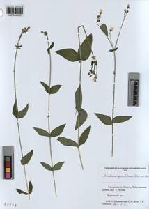 KUZ 004 520, Cerastium pauciflorum Stev. ex Ser., Siberia, Altai & Sayany Mountains (S2) (Russia)