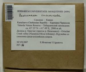 Lescuraea incurvata, Bryophytes, Bryophytes - North Caucasus & Ciscaucasia (B12) (Russia)