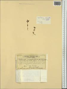 Epilobium anagallidifolium Lam., Western Europe (EUR) (Norway)