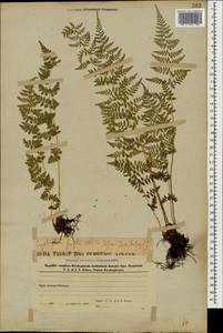 Cystopteris fragilis (L.) Bernh., Caucasus, Azerbaijan (K6) (Azerbaijan)