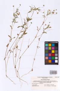 Viola kitaibeliana Schult., Eastern Europe, Lower Volga region (E9) (Russia)