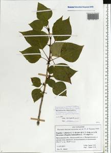 Populus tremuloides Michx., Eastern Europe, Central forest region (E5) (Russia)