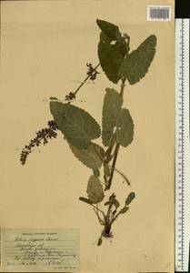 Salvia dumetorum Andrz. ex Besser, Eastern Europe, Moscow region (E4a) (Russia)