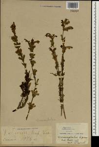 Dracocephalum bipinnatum Rupr., South Asia, South Asia (Asia outside ex-Soviet states and Mongolia) (ASIA) (China)