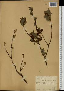 Salix aurita × livida, Eastern Europe, Central region (E4) (Russia)