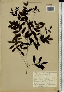 Lathyrus niger (L.)Bernh., Eastern Europe, North Ukrainian region (E11) (Ukraine)