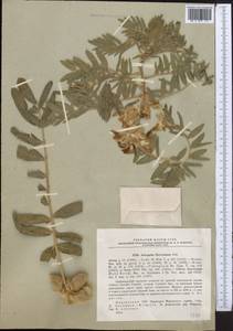 Astragalus sieversianus Pall., Middle Asia, Western Tian Shan & Karatau (M3) (Kyrgyzstan)