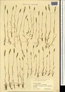 Phleum paniculatum Huds., Crimea (KRYM) (Russia)