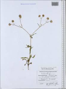 Valerianella coronata (L.) DC., Caucasus, Krasnodar Krai & Adygea (K1a) (Russia)