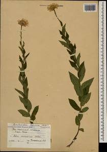 Kemulariella caucasica (Willd.) Tamamsch., Caucasus, South Ossetia (K4b) (South Ossetia)