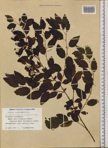 Spiraea chamaedryfolia L., Siberia, Altai & Sayany Mountains (S2) (Russia)