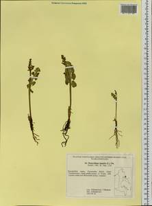 Botrychium lunaria (L.) Sw., Siberia, Chukotka & Kamchatka (S7) (Russia)