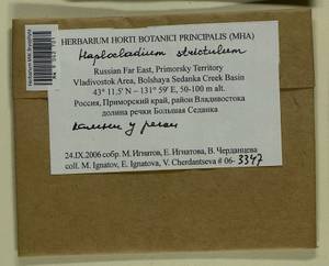 Haplocladium strictulum (Cardot) Reimers, Bryophytes, Bryophytes - Russian Far East (excl. Chukotka & Kamchatka) (B20) (Russia)