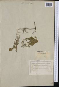 Teucrium aureum Schreb., Western Europe (EUR) (France)