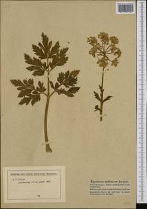 Pleurospermum austriacum (L.) Hoffm., Western Europe (EUR) (Austria)