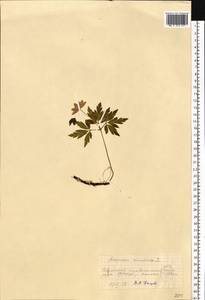 Anemone nemorosa L., Eastern Europe, West Ukrainian region (E13) (Ukraine)