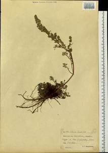 Artemisia borealis Pall., Siberia, Chukotka & Kamchatka (S7) (Russia)