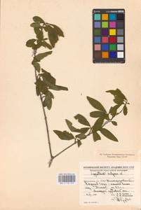 Syringa vulgaris L., Eastern Europe, West Ukrainian region (E13) (Ukraine)