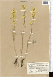Delphinium semibarbatum Bien. ex Boiss., Middle Asia, Western Tian Shan & Karatau (M3) (Uzbekistan)
