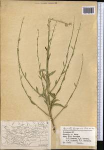 Chondrilla leiosperma Kar. & Kir., Middle Asia, Pamir & Pamiro-Alai (M2) (Uzbekistan)