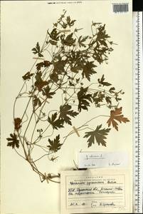Geranium sibiricum L., Eastern Europe, South Ukrainian region (E12) (Ukraine)