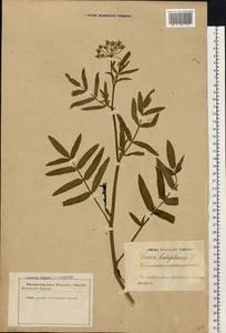 Sium latifolium L., Eastern Europe, Latvia (E2b) (Latvia)