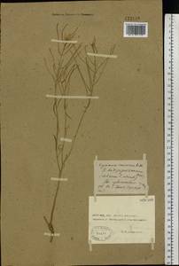 Erysimum diffusum Ehrh., Eastern Europe, Rostov Oblast (E12a) (Russia)