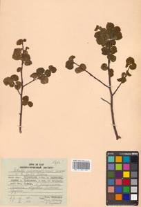 Betula paramushirensis Barkalov, Siberia, Russian Far East (S6) (Russia)