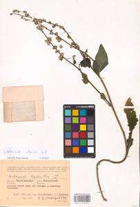 MHA 0 158 899, Verbascum chaixii Vill., Eastern Europe, Lower Volga region (E9) (Russia)