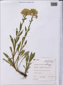 Solidago multiradiata Aiton, America (AMER) (Canada)