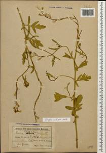 Eruca vesicaria subsp. sativa (Mill.) Thell., Caucasus, Azerbaijan (K6) (Azerbaijan)