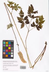 Actaea simplex (DC.) Wormsk. ex Fisch. & C. A. Mey., Siberia, Russian Far East (S6) (Russia)